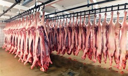 1,7 triệu con lợn bệnh bị tiêu hủy; khẩn trương thu mua, cấp đông thịt lợn sạch