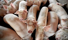 Bộ trưởng Bộ NN-PTNT: 100% lợn sẽ chết nếu &quot;d&#237;nh&quot; vir&#250;t dịch tả lợn Ch&#226;u Phi