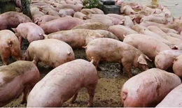 Bộ Y tế phối hợp chặt chẽ với Bộ NN-PTNT ph&#242;ng chống dịch tả lợn ch&#226;u Phi