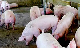Tăng cường kiểm soát tại các đầu mối giao thông để phòng chống dịch tả lợn Châu Phi