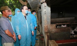 Bí thư Thành uỷ Hà Nội: Bảo vệ đàn lợn 1,6 triệu con, không buông lỏng trước dịch tả lợn Châu Phi