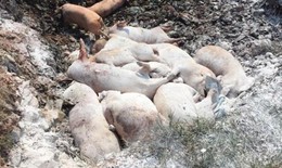 Hà Nội: Tiêu hủy hơn 24 tấn lợn nhiễm dịch tả lợn Châu Phi