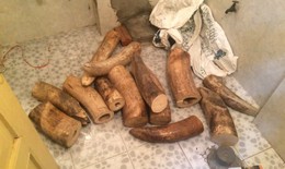 Hà Nội: Thu giữ 207 kg ngà voi quý hiếm