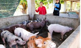 Hà Nội: 76 xã, phường đã qua 30 ngày không phát sinh bệnh dịch tả lợn châu Phi