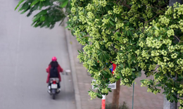Hà Nội: Di chuyển 96 cây hoa sữa tại phố Trích Sài; giải tỏa bãi đỗ xe ô đất E5 ở Cầu Giấy