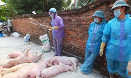 Hà Nội: Dịch tả lợn châu Phi tiếp tục phát sinh tại 164 hộ, cơ sở chăn nuôi lợn