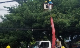 61 đường dây điện bị sự cố phải tạm cắt điện, gần 300.000 người bị ảnh hưởng