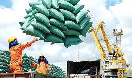 Phó Thủ tướng yêu cầu báo cáo việc mở tờ khai xuất khẩu gạo