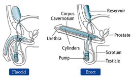 Đột ph&#225;: Anh cấy gh&#233;p th&#224;nh c&#244;ng  “của qu&#253;” sinh học cho ph&#225;i mạnh