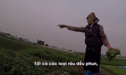 Rau xanh trồng trên mộ ở Hà Nội có thể nhiễm khuẩn