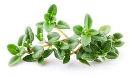 Cỏ Xạ Hương – “Vệ sỹ” cho bé viêm phế quản, viêm đường hô hấp