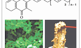 VitaMK7®, Vitamin K2 tối ưu (menaquinonone-7) từ quá trình lên men tự nhiên của Bacillus subtilis natto