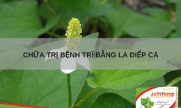 B&#224;i thuốc điều trị bệnh trĩ từ rau diếp c&#225;