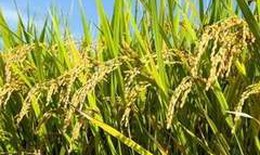 Đâu là giải pháp cho lúa chịu được ngập mặn