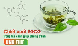 Phòng chống ung thư bằng chiết xuất EGCG trong trà xanh