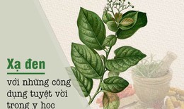 Công dụng tuyệt vời của xạ đen trong y học