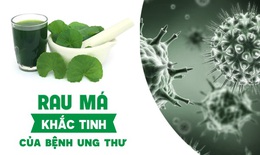 Rau má - “khắc tinh” của bệnh tế bào ung thư