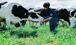 Vinamilk có hệ thống trang trại đạt chuẩn Global GAP lớn nhất châu Á
