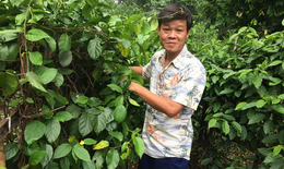 Dây thìa canh lá to – Dược liệu vàng cho người tiểu đường