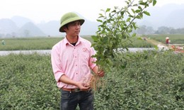 Thế nào là một vùng trồng cà gai leo theo tiêu chuẩn quốc tế?
