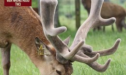 Nhung hươu là gì? Tác dụng và các loại nhung hươu hiện nay