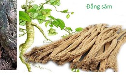 Các loại thảo dược tốt cho sức khỏe mọi người