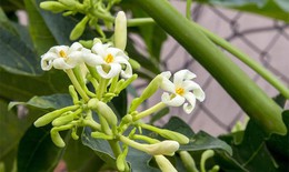 Tăng đề kháng, giảm ho với keo ho từ hoa đu đủ đực và cao tỏi
