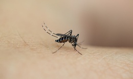 Mách mẹ cách phòng ngừa muỗi đốt, bảo vệ con khỏi virus lây bệnh nguy hiểm
