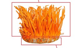 Cách hiểu khoa học về nấm Đông trùng hạ thảo