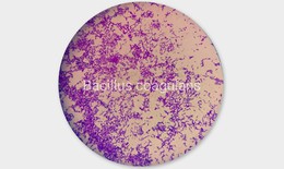 Vì sao Bacillus coagulans được dùng trong sản xuất men vi sinh?