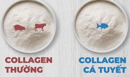 Tại sao nên dùng collagen từ da cá và sự khác biệt với collagen thông thường