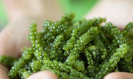 Khắc phục viêm loét dạ dày lâu năm nhờ tảo xoắn kết hợp ô tặc cốt
