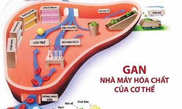 Giải độc gan: Tìm sản phẩm chất lượng chuẩn chưa chắc dễ