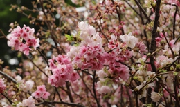 Rực rỡ sắc màu hoa anh đào Nhật Bản giữa lòng thủ đô Hà Nội