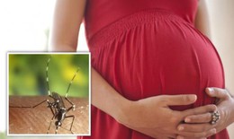 Thai lưu, sảy thai và bà mẹ mang thai nhiễm Zika liên quan đến nhau như thế nào?