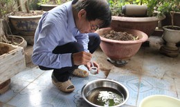 Sốt xuất huyết ở Hà Nội giảm 18% nhưng vẫn còn nhiều gia đình "chứa" ổ bọ gậy