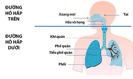 Giải pháp chống viêm đường hô hấp, ngừa tái phát ho cho trẻ