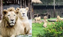Những thú non bán hoang dã sinh ở Vinpearl Safari ngày ấy và bây giờ