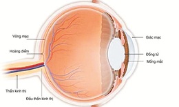Glaucoma - “Kẻ cướp thị giác thầm lặng”
