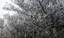 Mẫu Sơn xuất hiện băng giá nhẹ, miền Bắc chìm trong giá lạnh