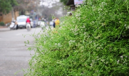 Những tác dụng tuyệt vời của rau mùi ngày Tết