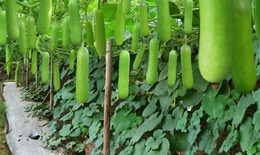 Quả bầu - lợi tiểu giải độc