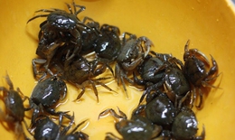 Món ăn từ cua đồng trị còi xương, tụ máu