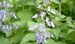 Những loài cây trong vườn có tác dụng thay thế mật gấu