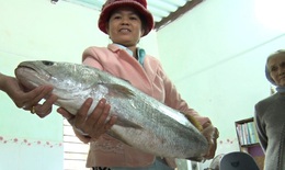 Ngư dân bắt được cá lạ nghi cá sủ vàng