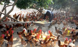Đề cao cảnh giác nhiễm cúm A(H5N8) từ gia cầm sang người