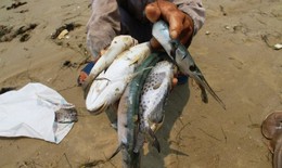  Biển miền Trung đã sạch, vì sao thủy hải sản vẫn nhiễm độc?
