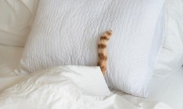 Đau bụng kinh hoàng vì thói quen cho mèo ngủ chung giường