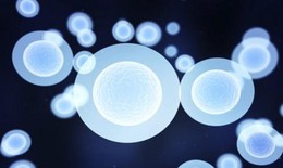 Những bệnh có thể chữa được bằng tế bào gốc