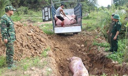 1.270 tỷ đồng cho 6 địa phương để hỗ trợ tiêu hủy lợn mắc bệnh dịch tả lợn châu Phi